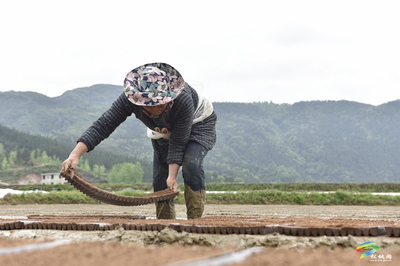 【奮進的春天】普覺鎮(zhèn):自動化育秧 讓春耕生產(chǎn)跑出“加速度”