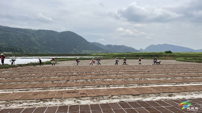 【奮進的春天】普覺鎮(zhèn):自動化育秧 讓春耕生產(chǎn)跑出“加速度”