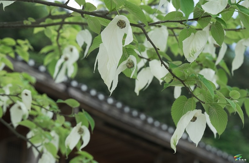 松桃陽雀林場：守護(hù)萬畝青山  構(gòu)筑綠色屏障
