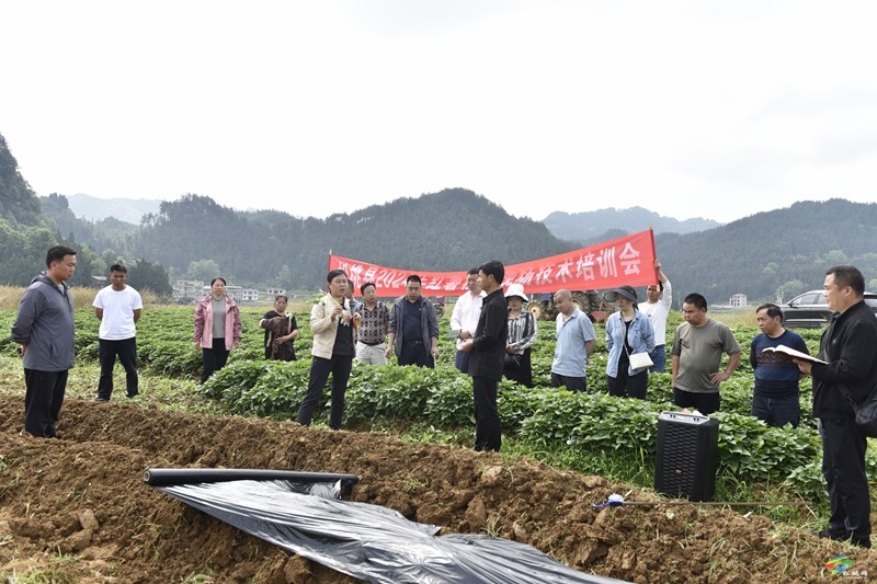 【奮進(jìn)的春天】松桃舉辦紅薯產(chǎn)業(yè)發(fā)展移栽技術(shù)現(xiàn)場(chǎng)培訓(xùn)會(huì)
