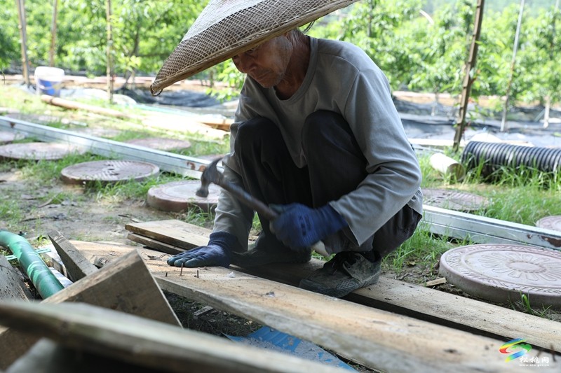 妙隘鄉(xiāng)智慧果園：科技賦能 產(chǎn)業(yè)煥新