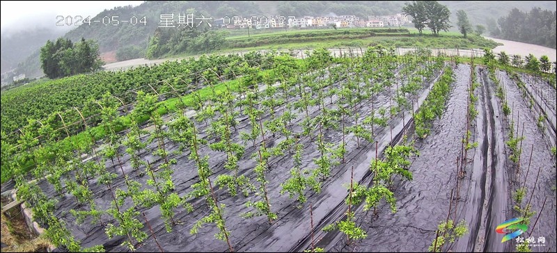 妙隘鄉(xiāng)智慧果園：科技賦能 產(chǎn)業(yè)煥新