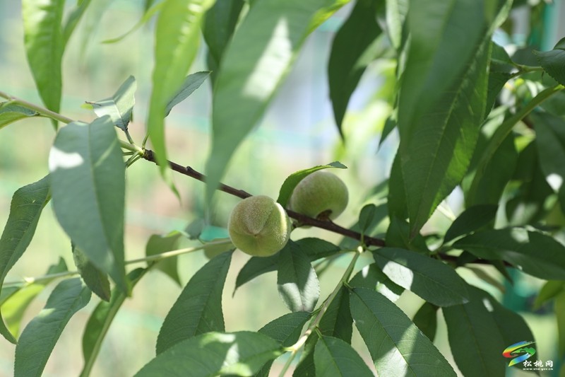 妙隘鄉(xiāng)智慧果園：科技賦能 產(chǎn)業(yè)煥新