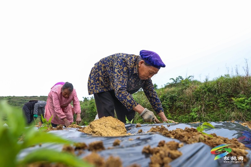 世昌街道：辣椒移栽忙