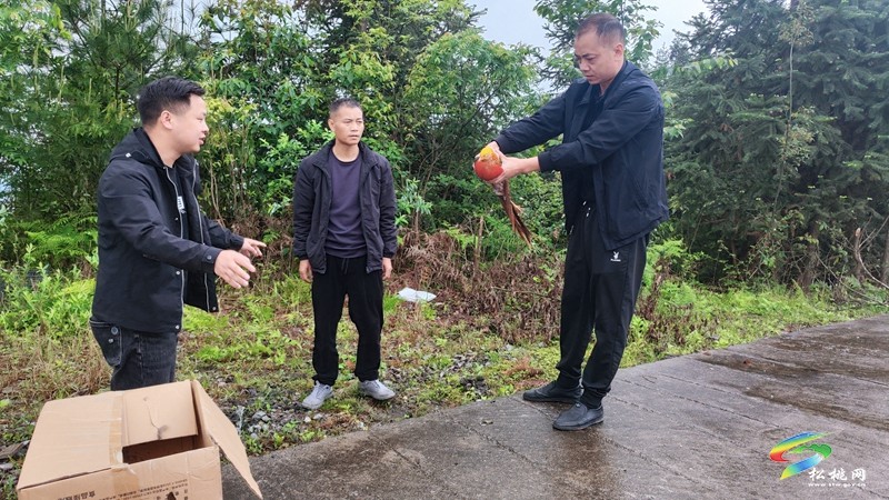 烏羅鎮(zhèn):村民合力救助梵凈山紅腹錦雞