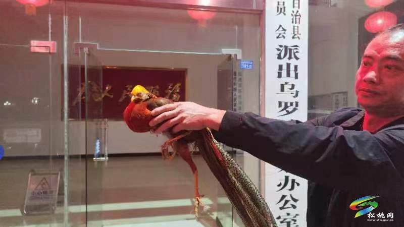 烏羅鎮(zhèn):村民合力救助梵凈山紅腹錦雞