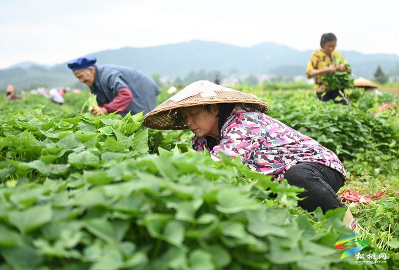 黃板鎮(zhèn)：搶抓農(nóng)時栽薯苗 種下致富新“薯”光