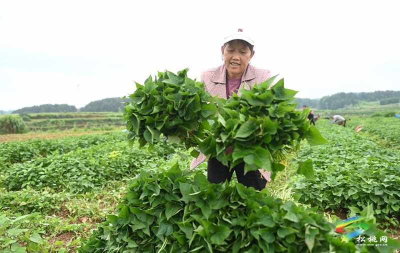 黃板鎮(zhèn)：搶抓農(nóng)時栽薯苗 種下致富新“薯”光
