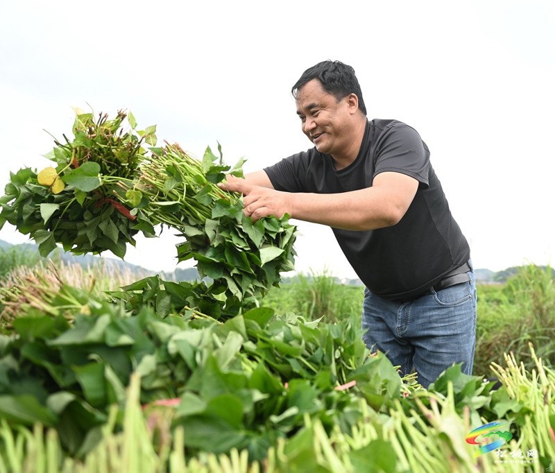 黃板鎮(zhèn)：搶抓農(nóng)時栽薯苗 種下致富新“薯”光