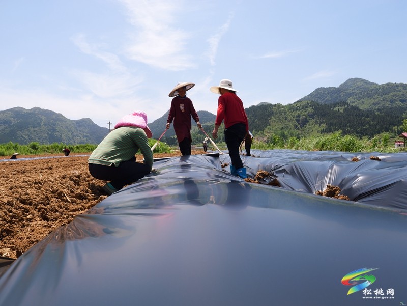 普覺鎮(zhèn)：紅薯移栽正當(dāng)時(shí)