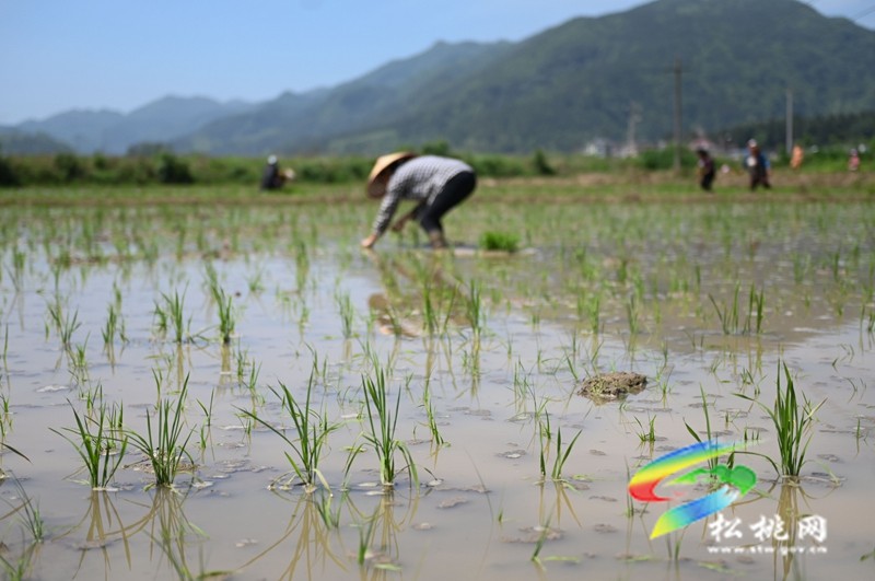 松桃：雜交水稻制種基地移栽忙
