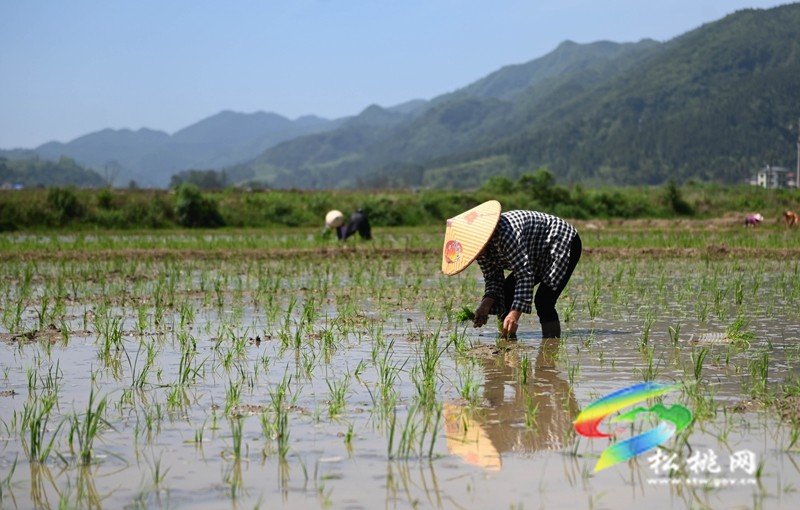 松桃：雜交水稻制種基地移栽忙