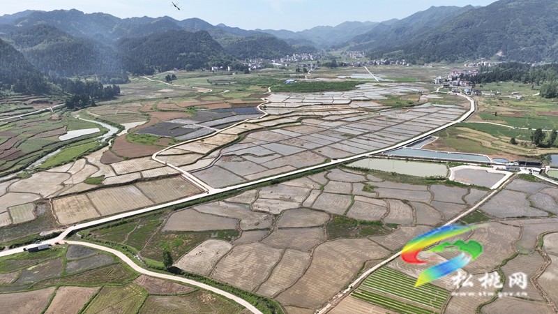 松桃：雜交水稻制種基地移栽忙