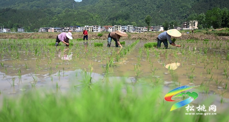 松桃：雜交水稻制種基地移栽忙