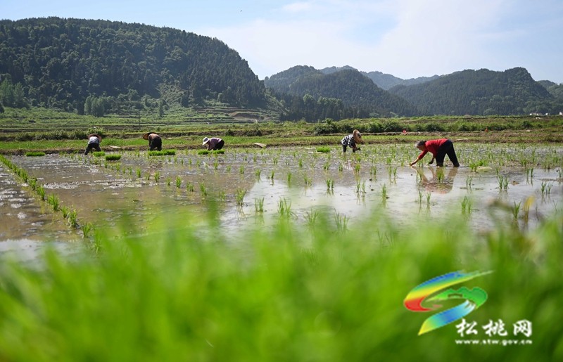 松桃：雜交水稻制種基地移栽忙