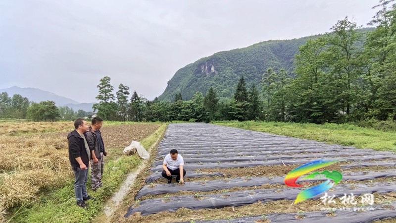 烏羅鎮(zhèn)：千畝好“椒”景 ?提振春“耕”興