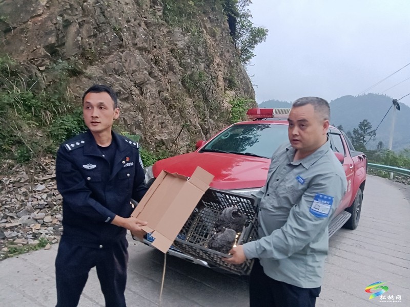 烏羅鎮(zhèn):警民攜手救助國家二級保護動物“領(lǐng)角鸮”