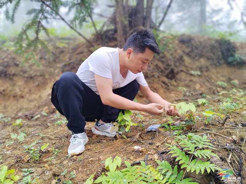 永安鄉(xiāng)：林下產業(yè)淫羊藿富民增收