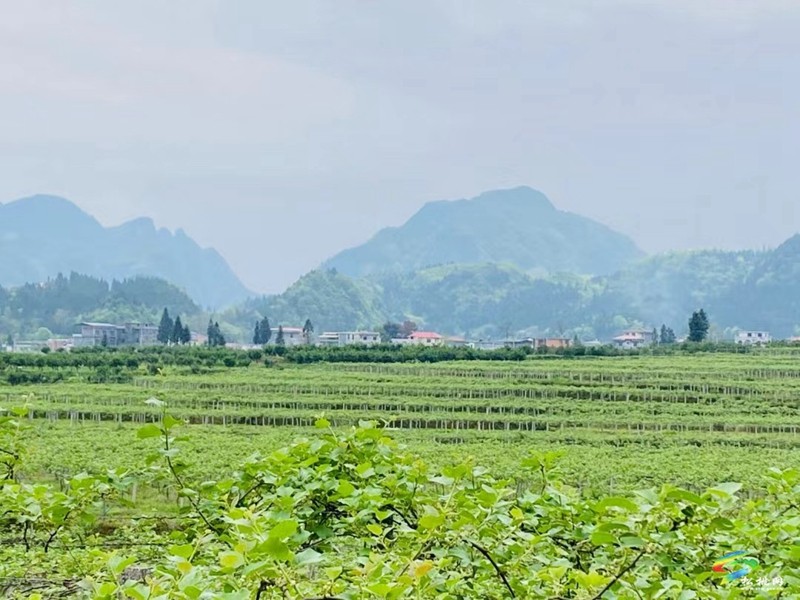 技術(shù)服務(wù) 資金籌措 產(chǎn)銷對(duì)接 產(chǎn)業(yè)黨支部推動(dòng)土特產(chǎn)成產(chǎn)業(yè)