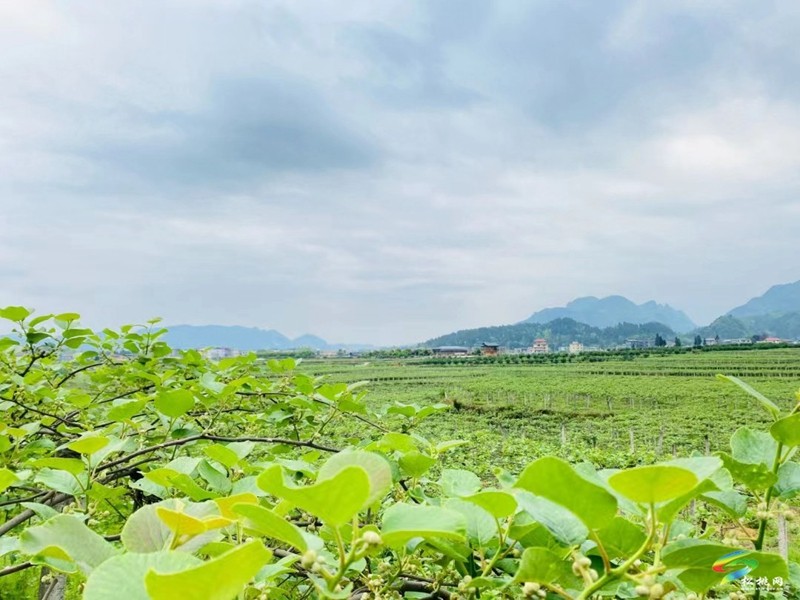 技術(shù)服務(wù) 資金籌措 產(chǎn)銷對(duì)接 產(chǎn)業(yè)黨支部推動(dòng)土特產(chǎn)成產(chǎn)業(yè)