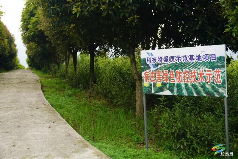 技術(shù)服務(wù) 資金籌措 產(chǎn)銷對(duì)接 產(chǎn)業(yè)黨支部推動(dòng)土特產(chǎn)成產(chǎn)業(yè)