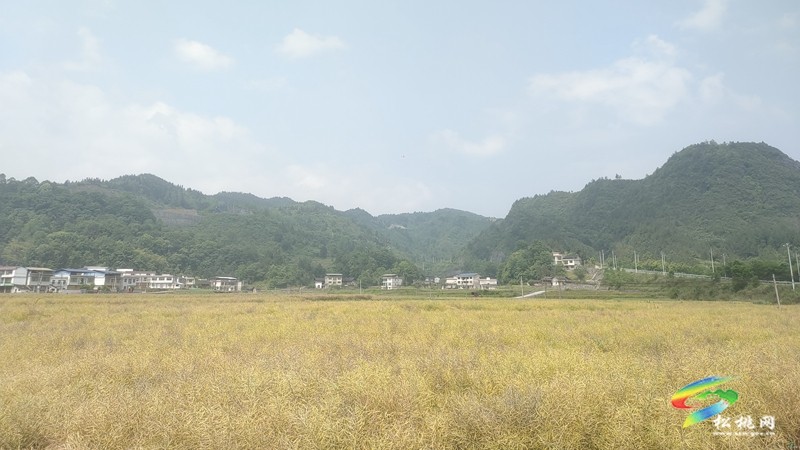 烏羅鎮(zhèn):油菜豐收季 農(nóng)機(jī)助“?!睗M歸倉