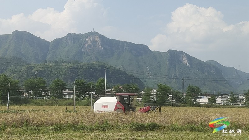 烏羅鎮(zhèn):油菜豐收季 農(nóng)機(jī)助“?!睗M歸倉