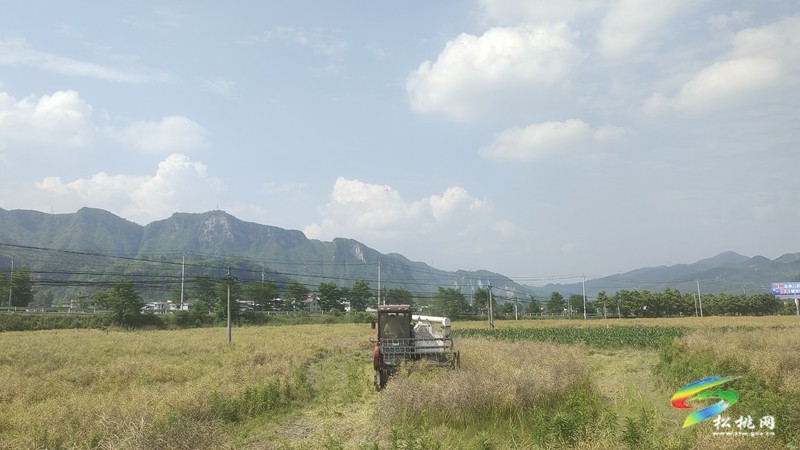 烏羅鎮(zhèn):油菜豐收季 農(nóng)機(jī)助“粒”滿歸倉
