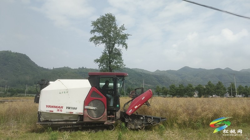 烏羅鎮(zhèn):油菜豐收季 農(nóng)機(jī)助“?!睗M歸倉