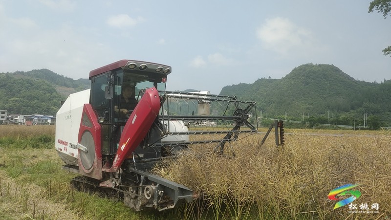烏羅鎮(zhèn):油菜豐收季 農(nóng)機(jī)助“?!睗M歸倉