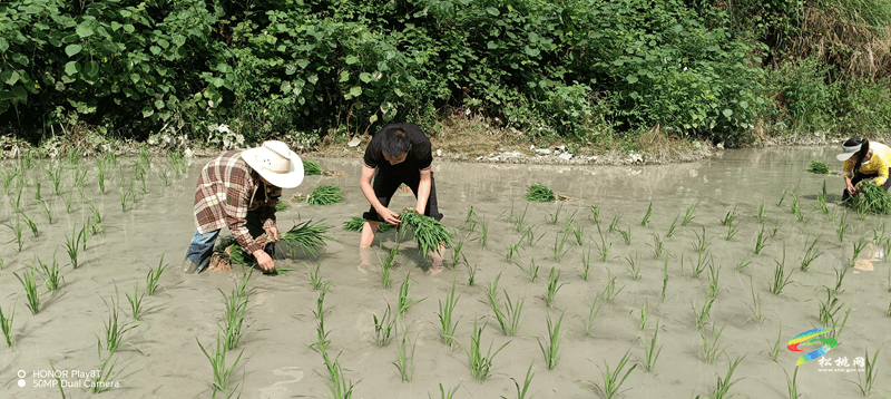 平頭鎮(zhèn)平土村：插秧助農(nóng)正當(dāng)時(shí)