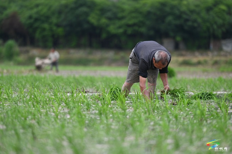 甘龍鎮(zhèn)：搶抓好時(shí)節(jié) 夏收夏種忙