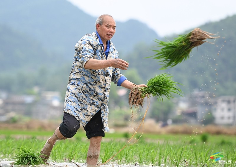 甘龍鎮(zhèn)：搶抓好時(shí)節(jié) 夏收夏種忙