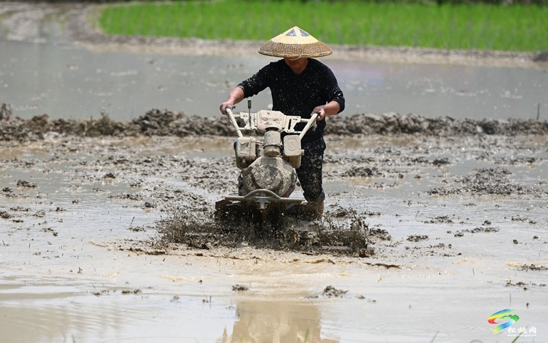甘龍鎮(zhèn)：搶抓好時(shí)節(jié) 夏收夏種忙