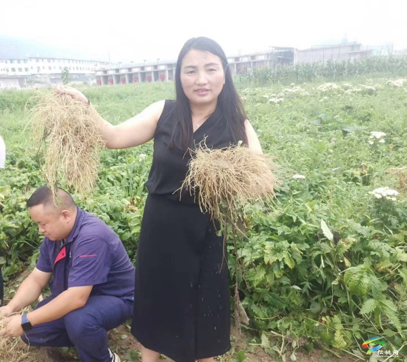 龍建英:帶領(lǐng)村民種出新生活