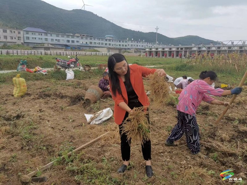 龍建英:帶領(lǐng)村民種出新生活
