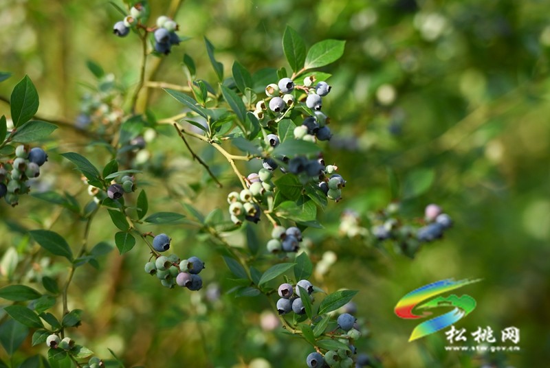 黃板鎮(zhèn)：藍莓成熟引客來