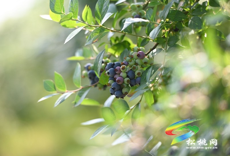 黃板鎮(zhèn)：藍莓成熟引客來