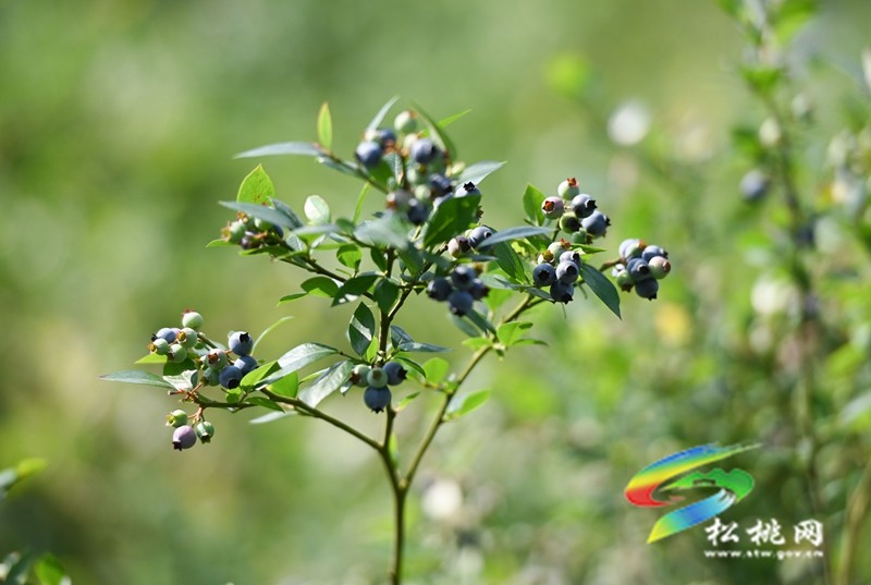 黃板鎮(zhèn)：藍莓成熟引客來