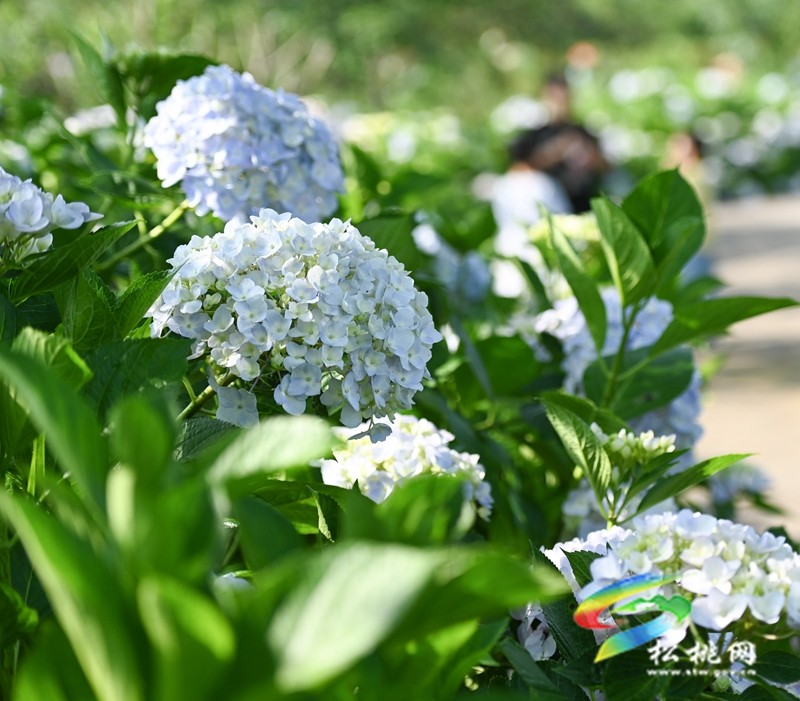 黃板鎮(zhèn)：藍莓成熟引客來