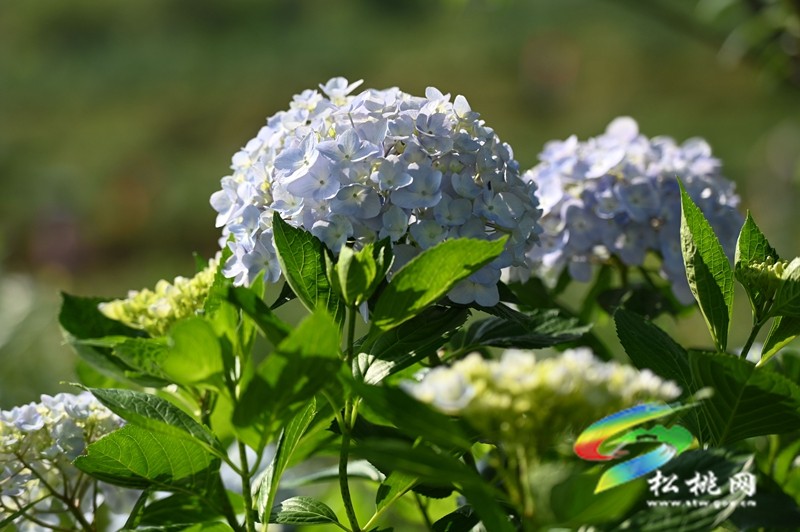 黃板鎮(zhèn)：藍莓成熟引客來