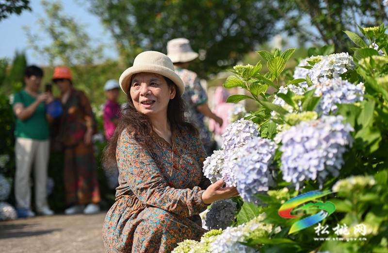 黃板鎮(zhèn)：藍莓成熟引客來