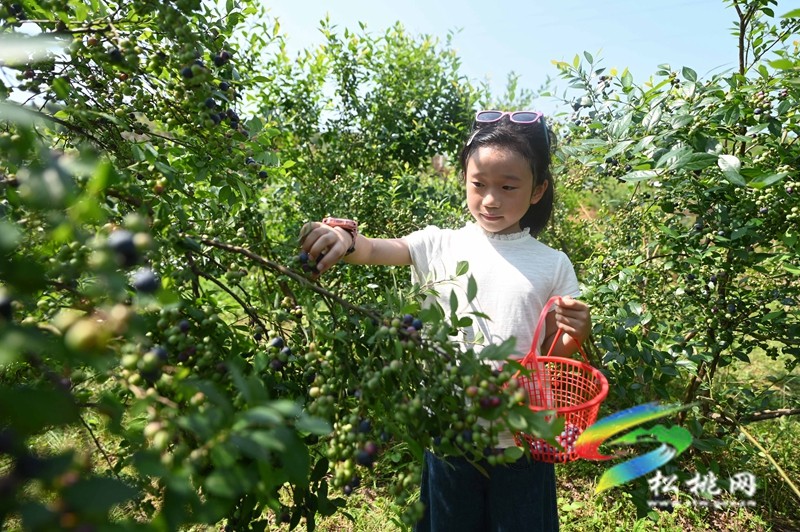 黃板鎮(zhèn)：藍莓成熟引客來