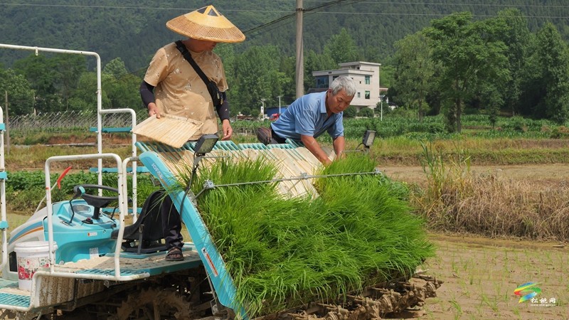 普覺(jué)鎮(zhèn):機(jī)械化插秧 跑出農(nóng)忙“加速度”