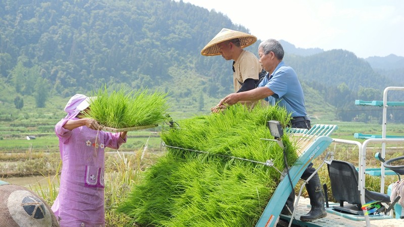普覺(jué)鎮(zhèn):機(jī)械化插秧 跑出農(nóng)忙“加速度”