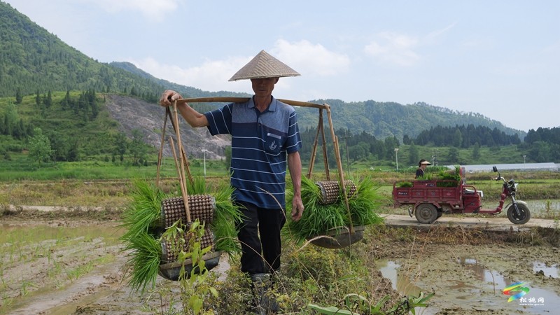 普覺(jué)鎮(zhèn):機(jī)械化插秧 跑出農(nóng)忙“加速度”