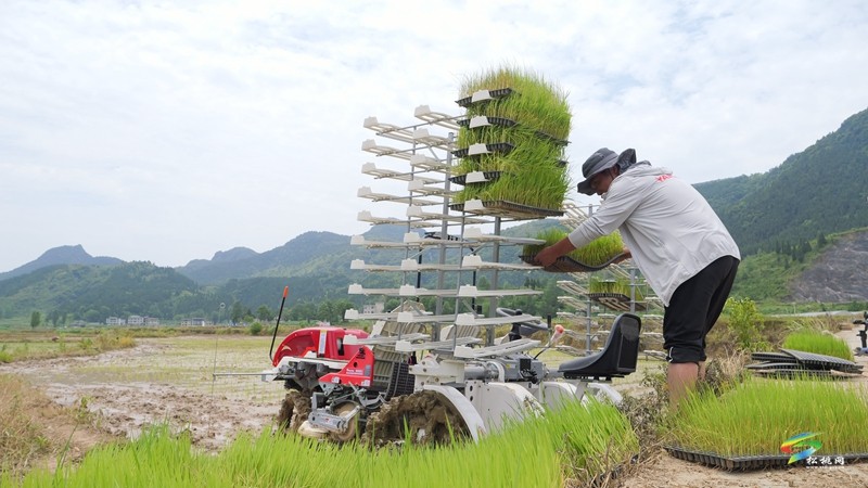 普覺(jué)鎮(zhèn):機(jī)械化插秧 跑出農(nóng)忙“加速度”