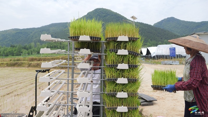 普覺(jué)鎮(zhèn):機(jī)械化插秧 跑出農(nóng)忙“加速度”