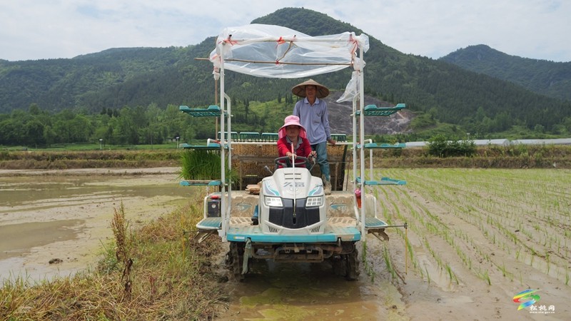 普覺(jué)鎮(zhèn):機(jī)械化插秧 跑出農(nóng)忙“加速度”