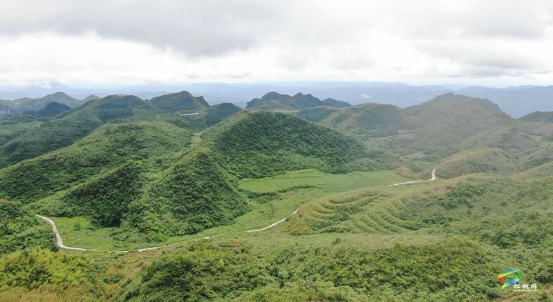 瓦溪鄉(xiāng)：4000余畝野生粽葉變“致富葉”